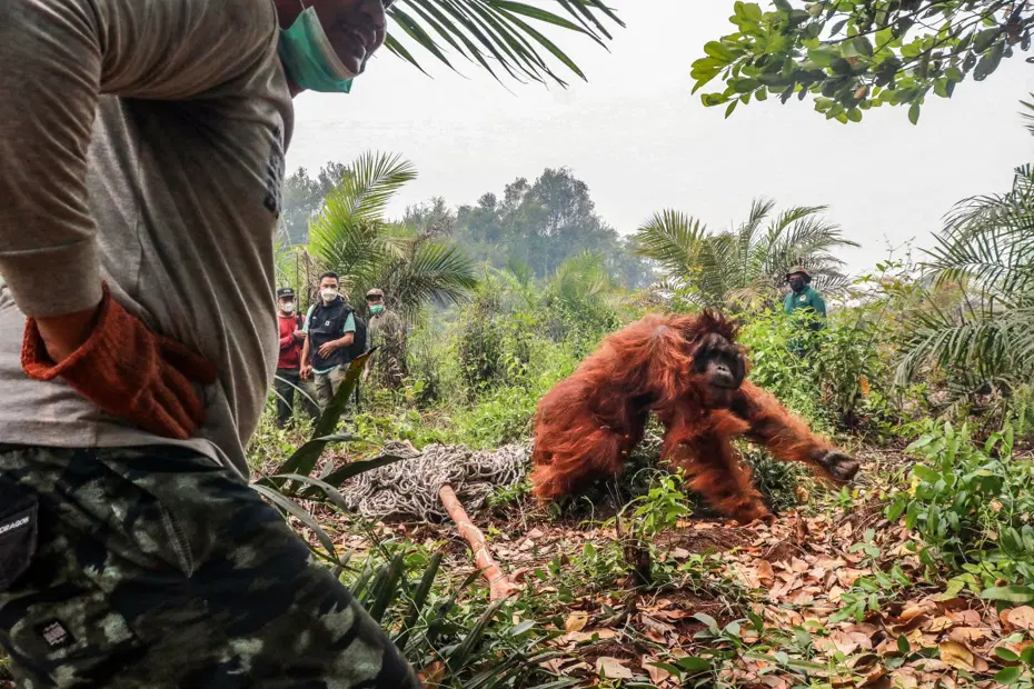 Endonezya’yı saran orman yangınlarında orangutanları kurtarmak için zamanla yarış