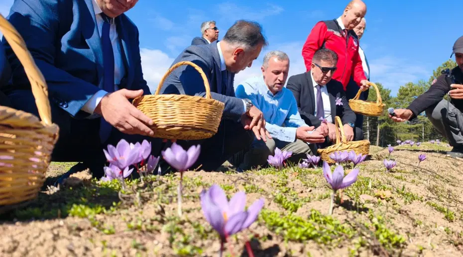 Tek tek toplanıp özenle kurutuluyor. Kilosu 800 bin TL