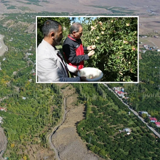 Türkiye’de sadece tek bir ilçede yetişiyor: 6 ay raf ömrü var