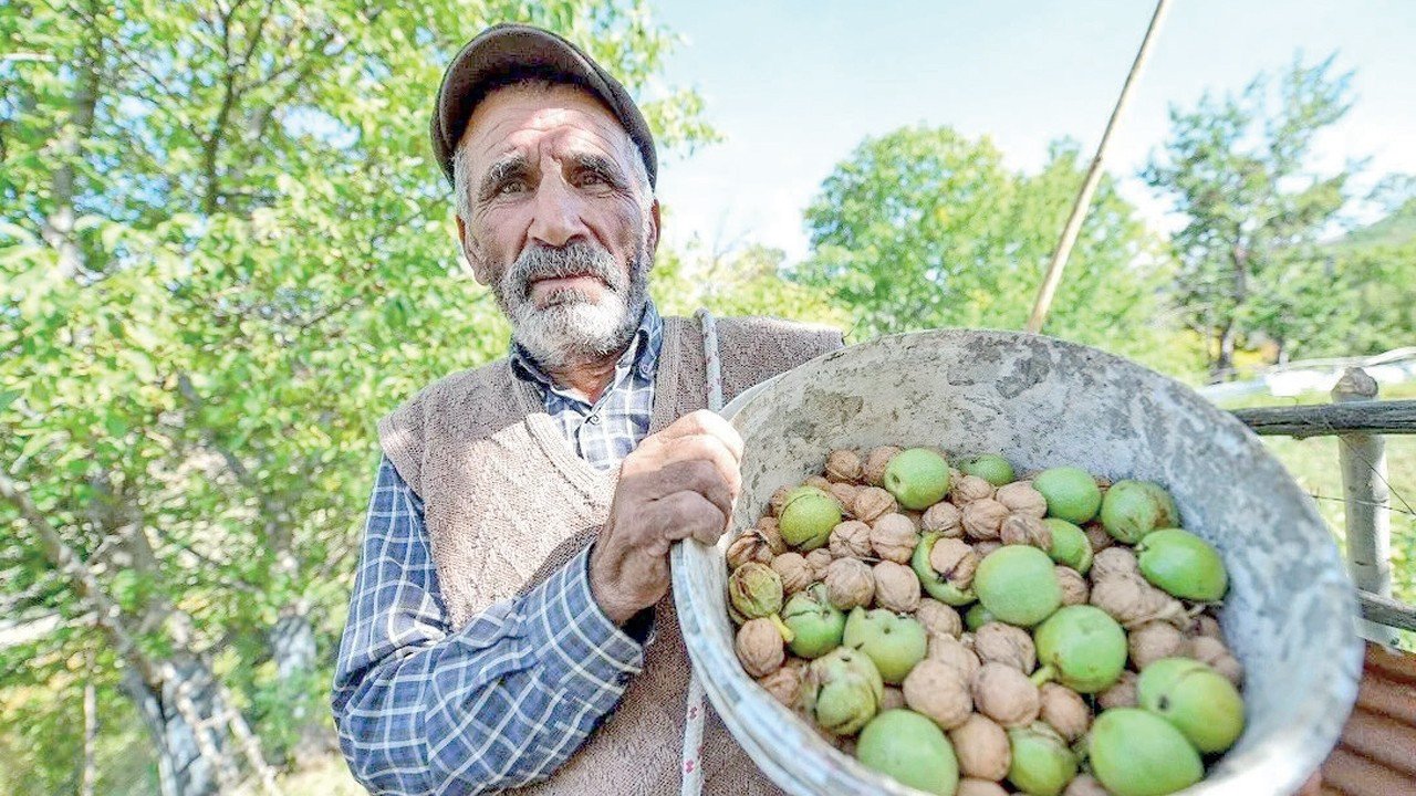 Cevizde yeni sezon hasadı başladı: Gözler rekolte ve fiyatlarda