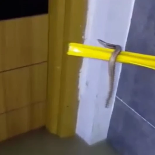Arnavutköy’de su basan binada yüzen yılan cep telefonuyla görüntülendi