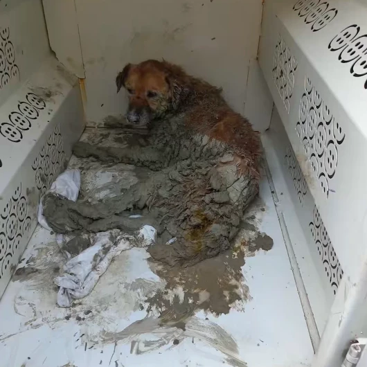 Çamur depolama alanından kurtarılan köpeğe ‘Şanslı’ adı verildi