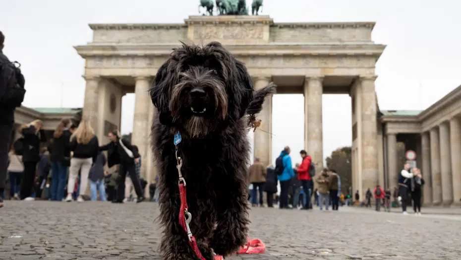 Almanya’da belediyeler köpek vergisinden 430 milyon euro kazandı