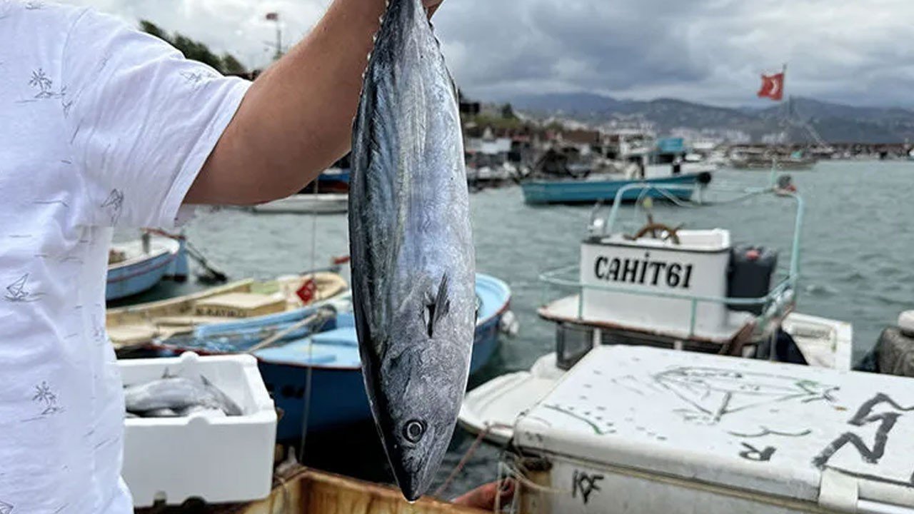 Palamut bolluğu tartışma yarattı: Av yasağı doğru değil