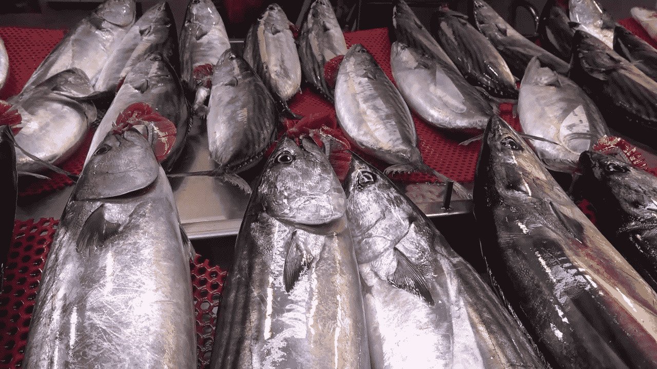 Kiloluk palamutlar 40 TL’ye satılıyor