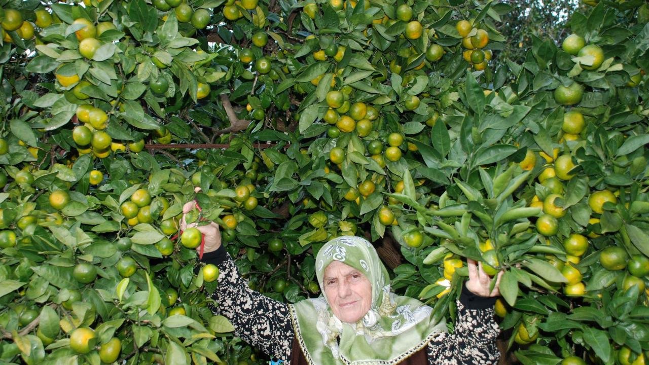Rizede mandalina çeşidi 9a çıktı, Antalyaya gönderildi