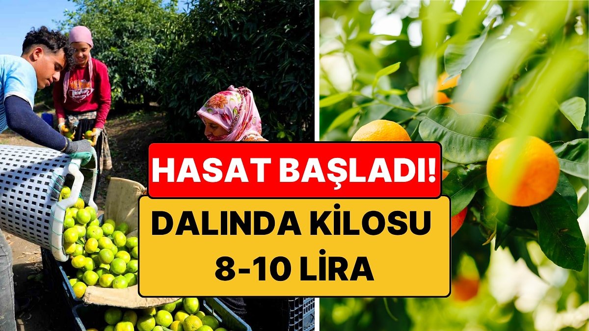 Kışın Vazgeçilmezi Mandalina İçin Hasat Başladı: Dalında Kilosu 8 – 10 Lira