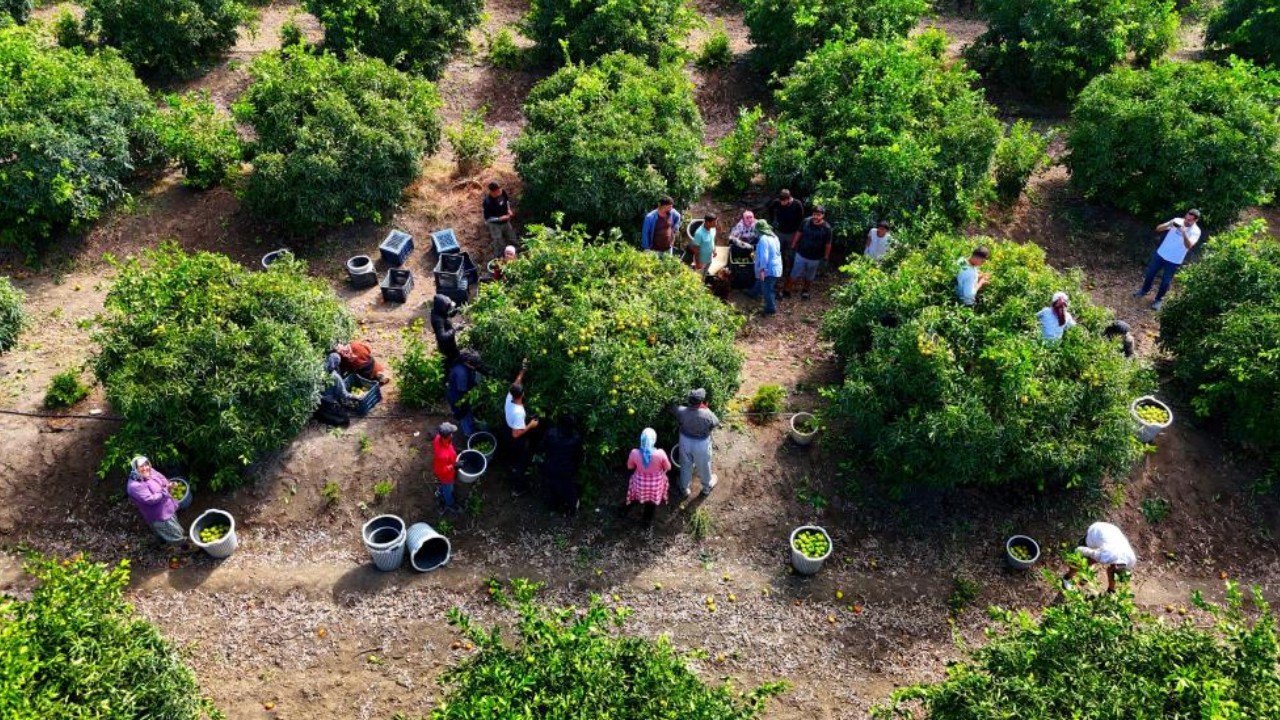 Dalında 8 liraya kadar düştü: Çiftçi beklemeye geçti