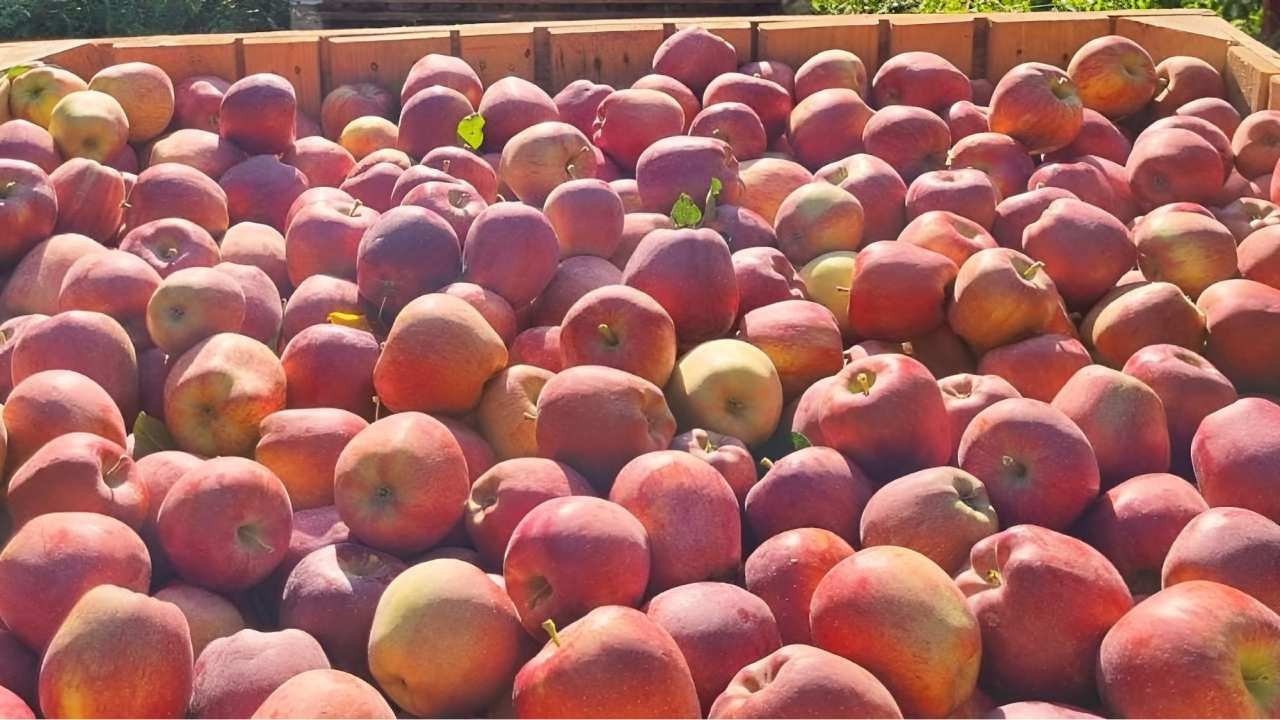 Elmada fiyat uçurumu: Üreticiden markete 7 kat artışla geliyor