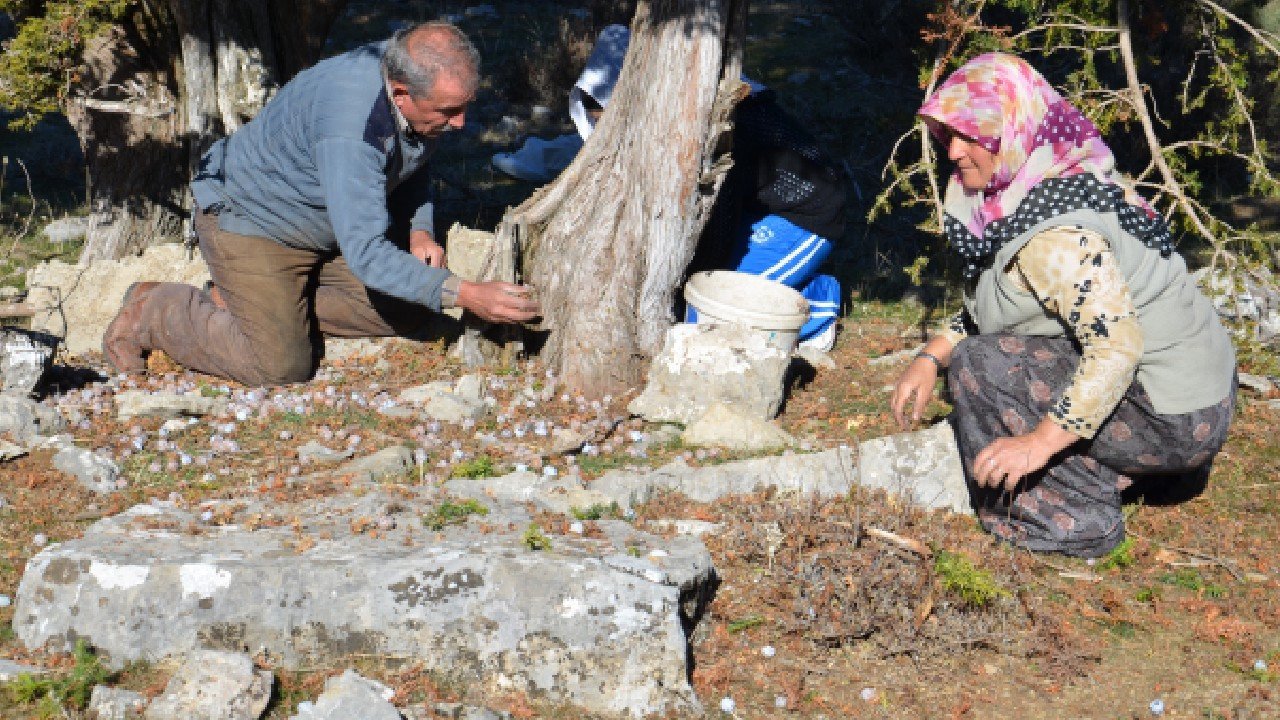 Kozalakları kaynatıp pekmeze dönüştürüyorlar: Kilosu 500 lira