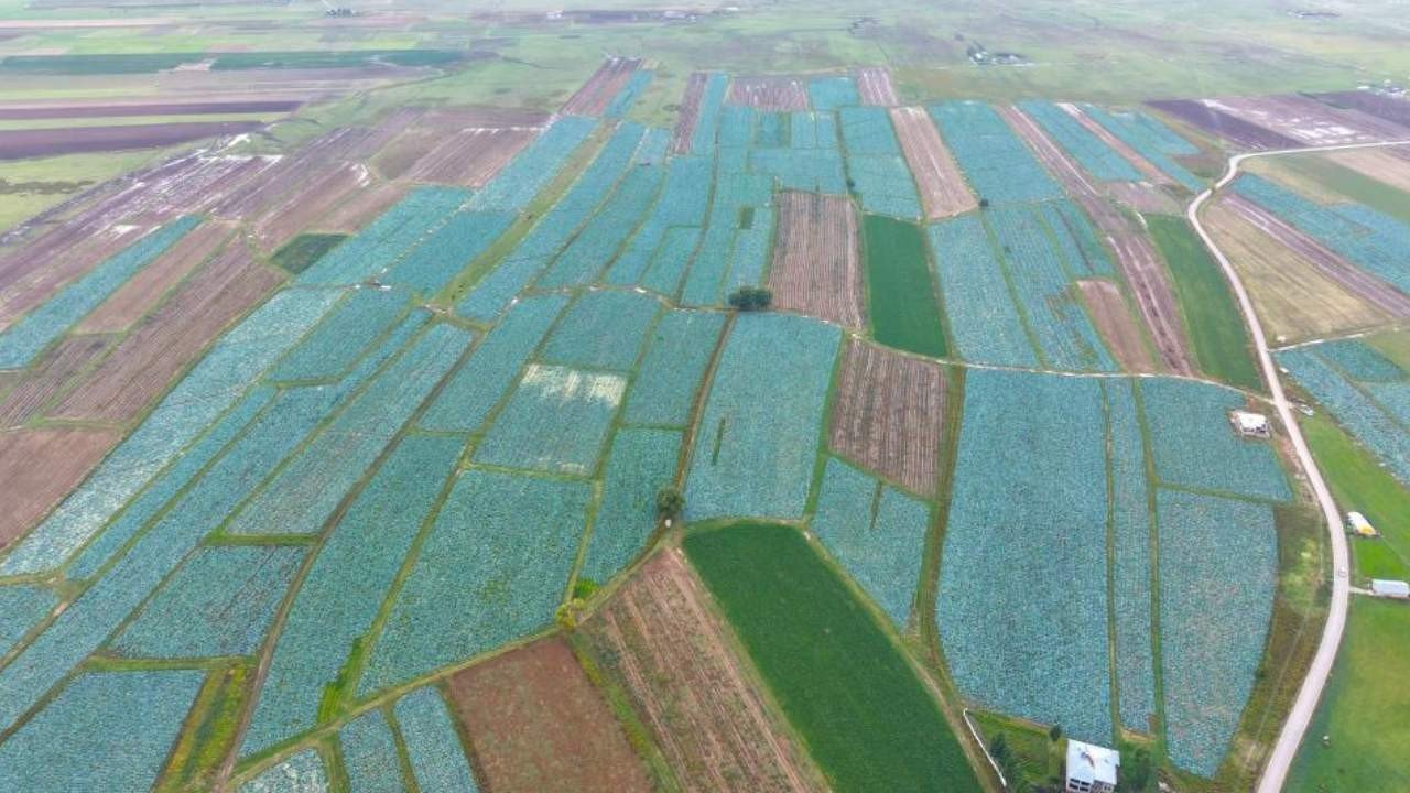 Tarlada tanesi 150 liradan satılıyor: Türkiye’nin dört bir yanına gönderiliyor
