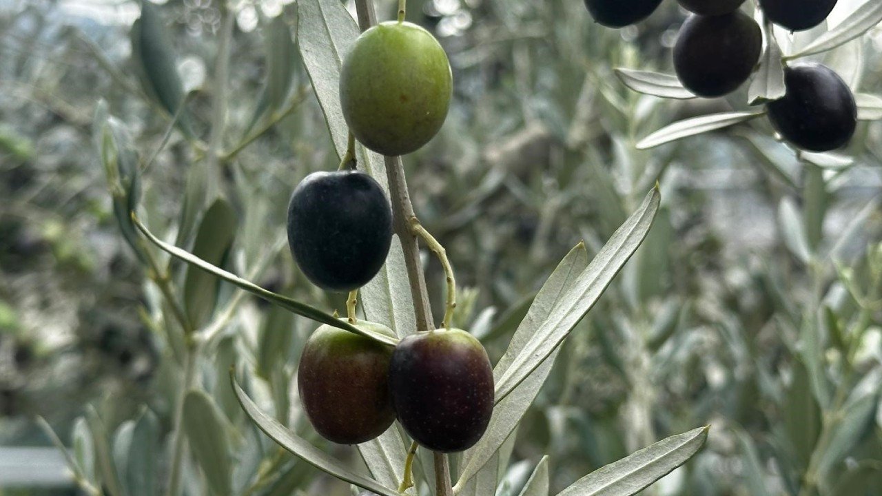 Zeytinde erken hasat fiyatları açıklandı