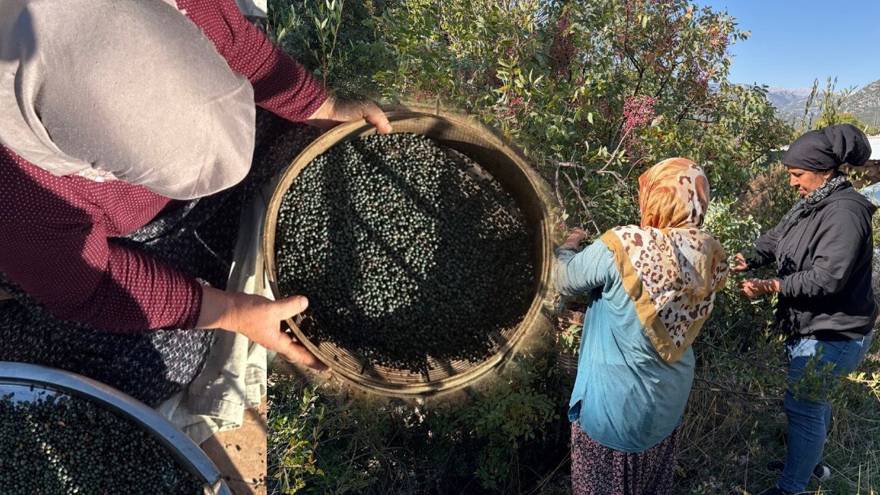 Herkes bu meyvenin peşinde: Posası bile para ediyor, toplayan kazanca dönüştürüyor