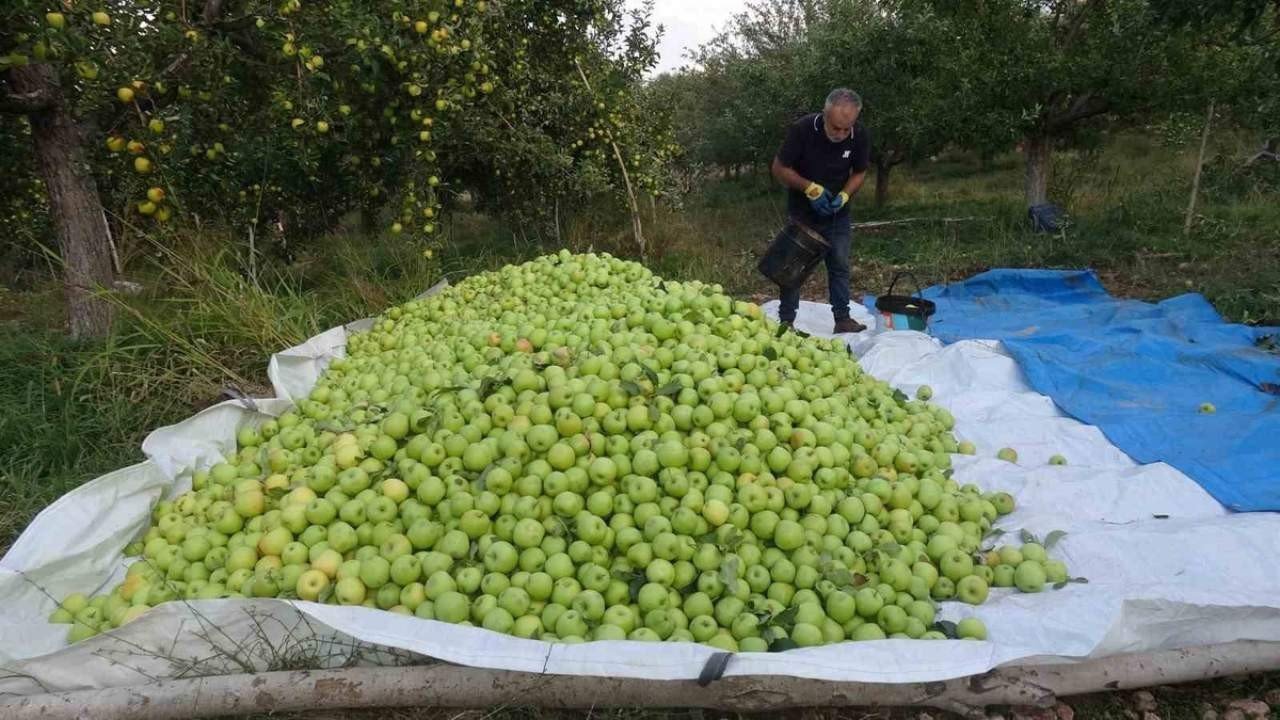 Geçen yıl don vurmuştu, bu yıl bereket yağıyor