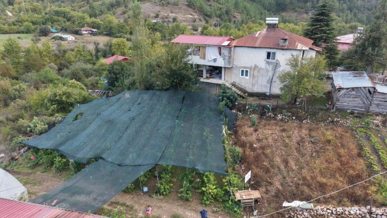 İlk kez yetiştirdi, beklediğinden fazlasını kazandı: Kilosu 500 liradan satılıyor